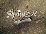 images/leaf shine2.JPG